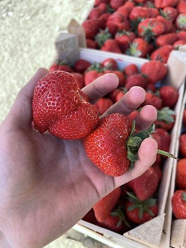 долгоиграющая клубника: Клубника — 7