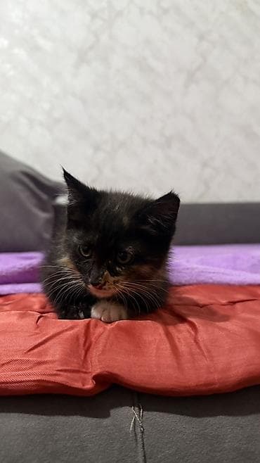 животные купить: Котята, отдам даром в хорошие руки Описание: - Возраст на фото — 4