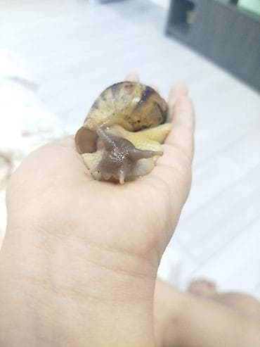 Ахатина гигантская — спокойный домашний питомец для наблюдения и