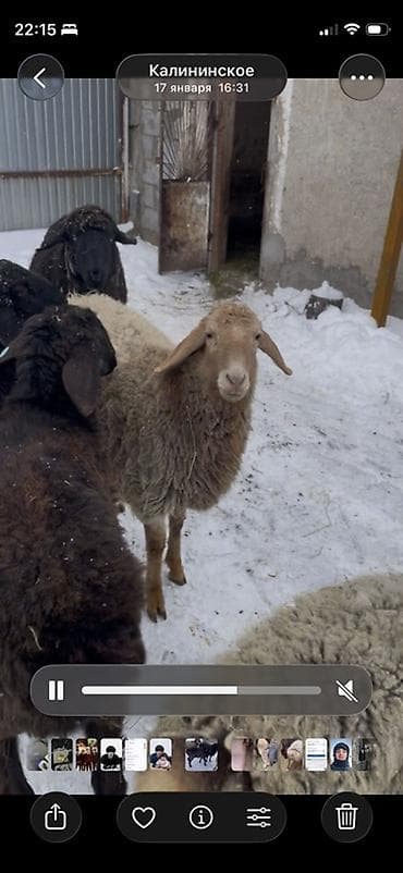 папугай ара: Продаю | Овца (самка) | Для разведения | Ярка — 2