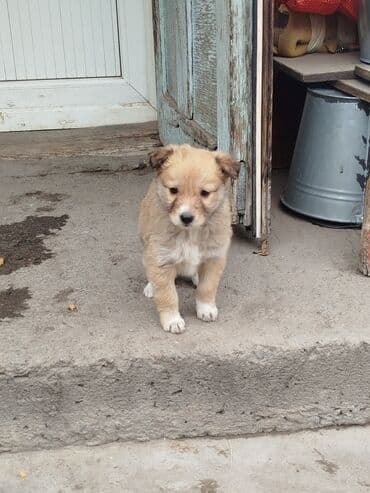 щенок ротвейлер: Отдаю в добрые руки щенят. 1,5 месяца. 2 мальчика и 2 две девочки — 4
