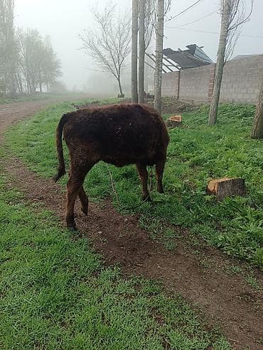 кара балта каровы: Продаю | Тёлка | Полукровка | Для разведения | Привязанные — 6