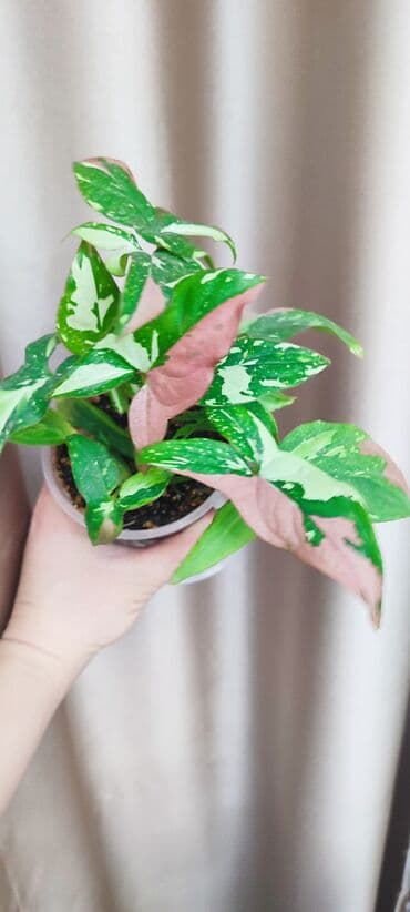 семена павловния купить в бишкеке: Зефирантес розовый 150 сом (3-4 луковицы в стакане) - ул.7 апреля 2/7 — 10