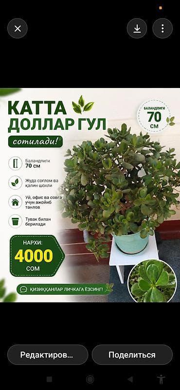 Крупное комнатное растение — толстянка (денежное дерево)