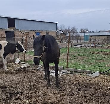 сколько стоит лошади: Продаю | Кобыла (самка), Конь (самец), Жеребец | Полукровка, Першерон, Дончак | Рабочий | Племенные — 1