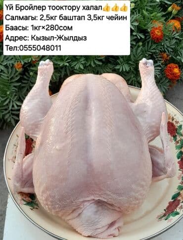 готовая еда бишкек: Саламат азыктануу — 1