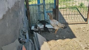 Птицы: Срочно продаю цыплят хорошие, и активные здоровые не болеют свободный — 1