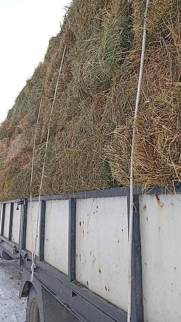 кара балта торпок: Либой количества туки продайом саман беде чоп — 8