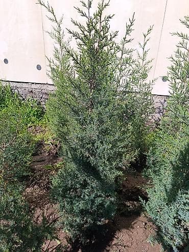 куплю деревья: СРОЧНО ПРОДАЮТСЯ ТУИ❗❗❗ 200 ШТУК❗❗❗ СОРТ КНИЖКА — 3