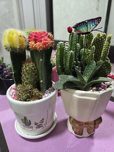 Бөлмө өсүмдүктөрү: Антуриум в декоративном горшке - Эффектное комнатное растение с — 3