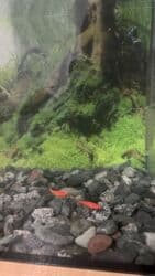 купить мальков форели: Срочно срочно Аквориум 50 литр Филт 5 балыгы менен Филт — 2