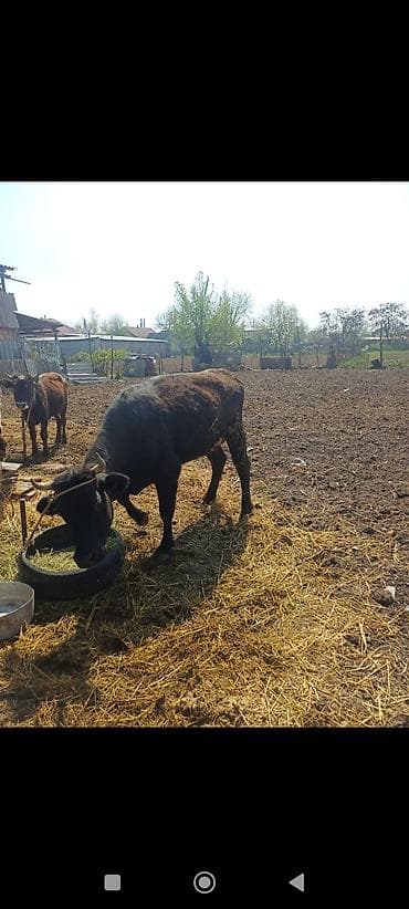 Сатам | Бука (эркек) | Бордоп семиртүү үчүн | Байланган — 4