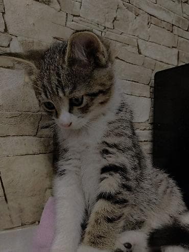 Кошки: 2 месяца, Мальчик, Приучена к лотку — 3