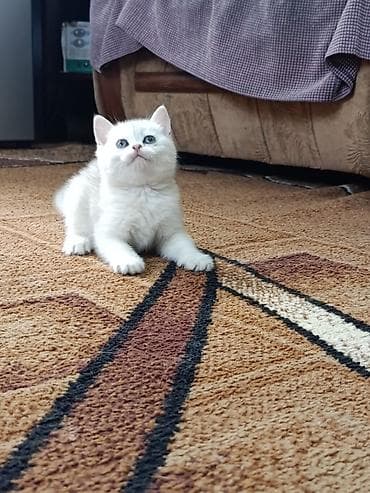 куплю котенка сфинкса: Британский короткошёрстный котёнок, окрас серебристая — 4