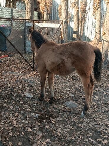 купить собаку доберман в бишкеке: Продаю | Жеребенок | Для разведения — 1