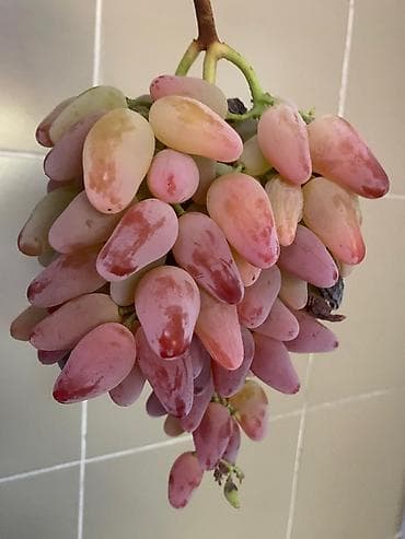 слива кочот: Правильная обрезка плодовых деревьев и винограда. Обрезаю практически — 7