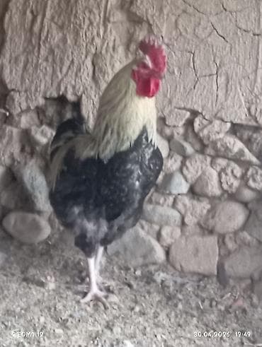 зоомагазин бишкек с животными: Продаю | Петух | Домашняя | Для разведения — 8