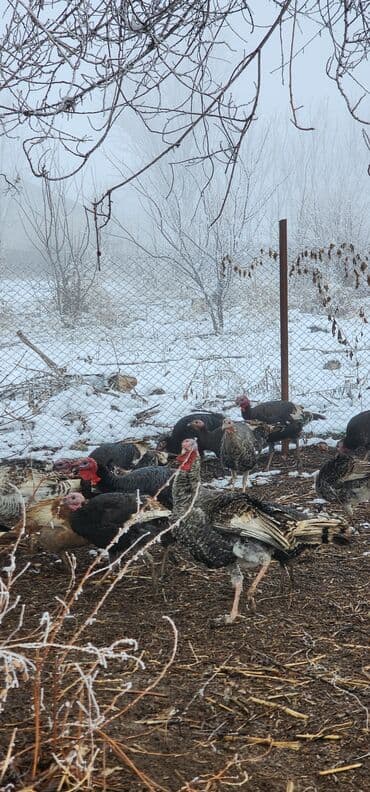 Айыл-чарба жаныбарлары: Сатам | Эркек күрп | Түндүк Кавказ | Көбөйтүү үчүн | Асыл тукумдуу — 8