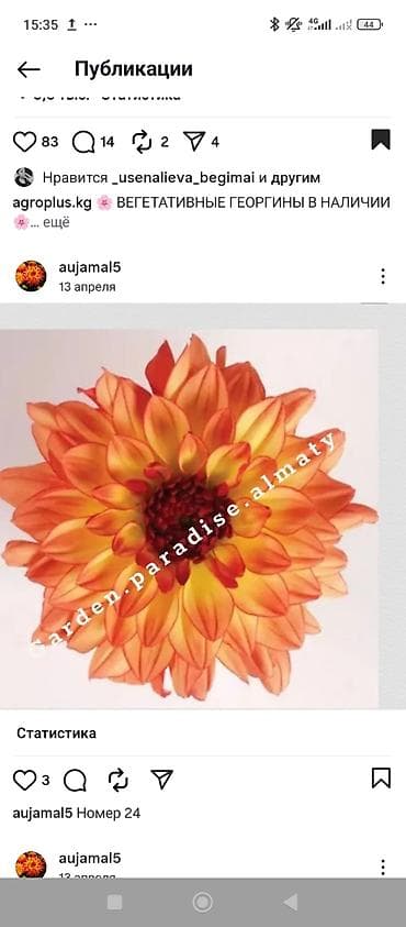 бу раковина с тумбой: Георгины — вегетативные низкорослые - Ассортимент: декоративные и — 7