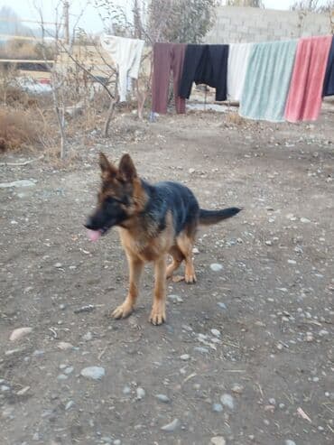 боп ит купить в бишкеке: Немецкая овчарка, молодая активная собака классического чепрачного — 2