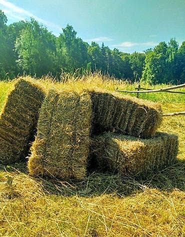 Сено в тюках Иссык кульский район Село Кош- кол - Прессованные