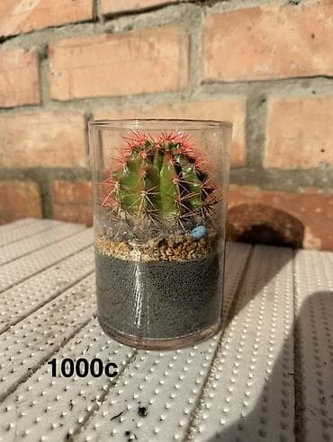 фиалки купить: Комнатные растения в горшках и срезы: 1) Спатифиллум крупный в белом — 9