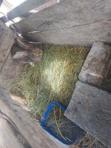 продажа щенков немецкой овчарки в бишкеке с документами: Срочно продам — 3