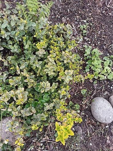 Продаю декоративные растения НЕДОРОГО . Почаопокровные