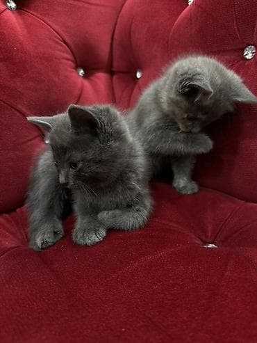 Мышыктар: Породасыз, 2 айлык, Эркек, Боз, Лотокко барууга үйрөтүлгөн — 8