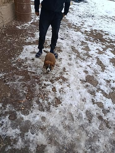 японская овчарка: Собака даром: 3 месяца, Самец, С прививкой — 6