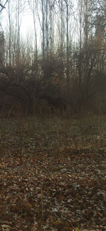 скотный рынок токмок: Продаю | Кобыла (самка) | Английская | Для молока — 8