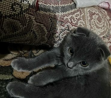 Скотиш Фолд (Шотландская вислоухая), 1 год, Девочка, Серый, Приучена к лотку