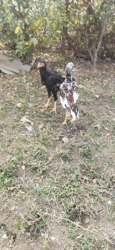 декоротивные куры: Продаю | Петух | Бойцовая | Для разведения — 4