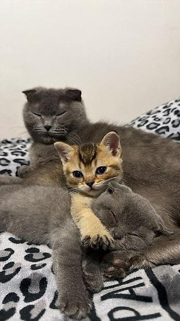 scottish fold: Шотландские котята (Scottish Fold/Scottish Straight) Описание: - — 4