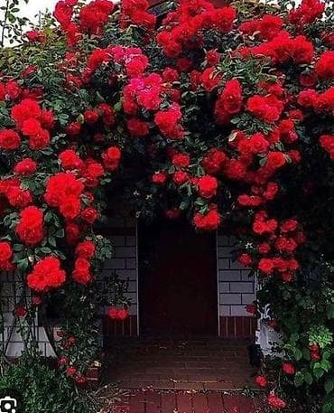 овальное зеркало: Садовые розы (кустарниковые/чайно-гибридные, множество сортов) - — 10