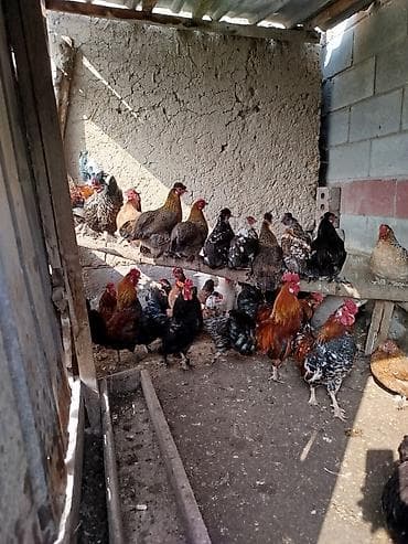 цыплята каракол: Продаю | Куры — 1