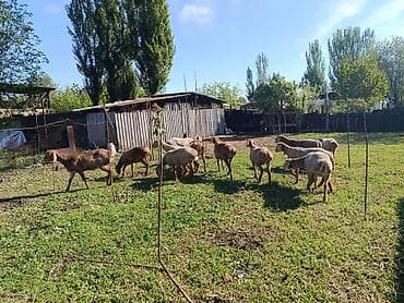 тук сена: Продаю | Овца (самка) | Арашан | Для разведения — 3