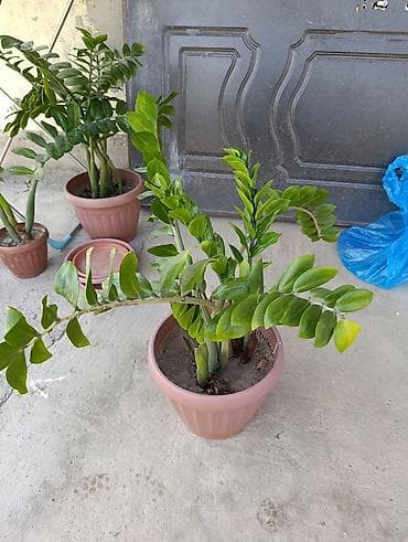 долларовое: Замиокулькас (Zamioculcas zamiifolia) в пластиковом горшке. Описание — 1