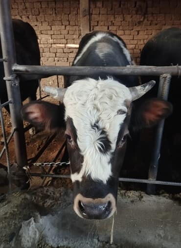 Продаю | Бык (самец) | Монбельярд | На откорм | Привязанные at lalafo.kg Продаю | Бык (самец) | Монбельярд | На откорм | Привязанные