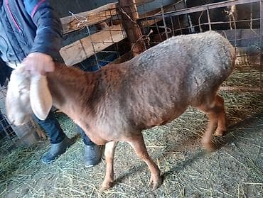 Куплю с/х животных: Продаю | Овца (самка) | Для разведения — 1