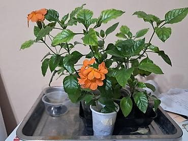 цветы канны: Кроссандра (Crossandra infundibuliformis), комнатное — 1