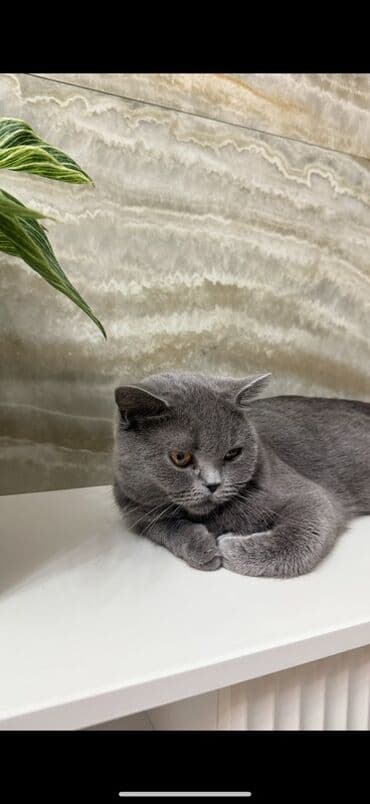 сколько стоит кошка породы мейн кун: Скотиш Страйт (Шотландиялык тик кулактуу), 2 жаш, Ургаачы, Боз, Документтери менен, Эмделген, Бычылган — 1