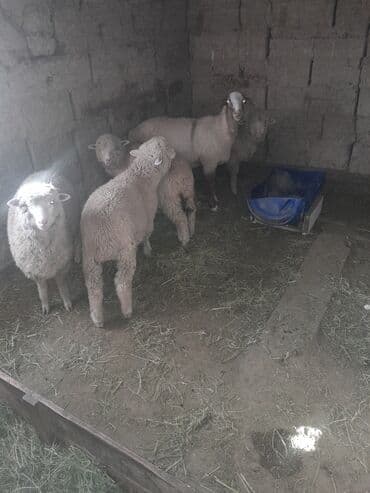 кубинский питбуль вес: Продаю | Овца (самка) | Для разведения | Ярка — 1