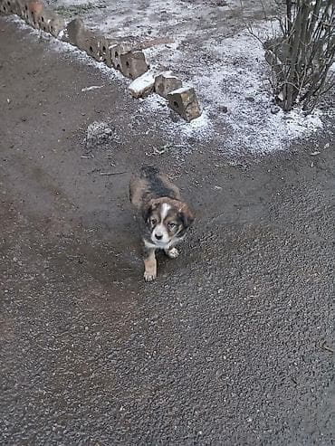 В добрые руки. Щенята метисы, мальчики примерно 2мес. с трехцветным