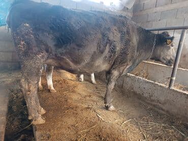 дойных коров: Продаю | Корова (самка) | Алатауская, Швицкая | Для разведения, Для молока | Племенные, Стельные, Искусственник — 4