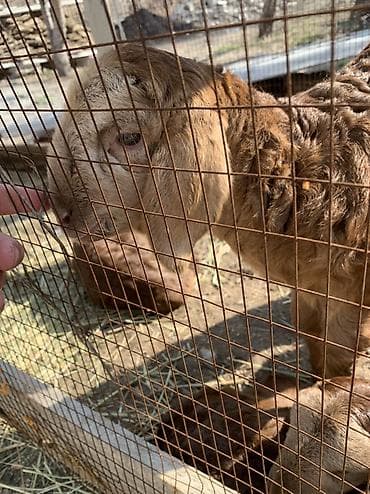 куплю ягнята: Продаю | Ягненок | Арашан | На забой, Для разведения — 7