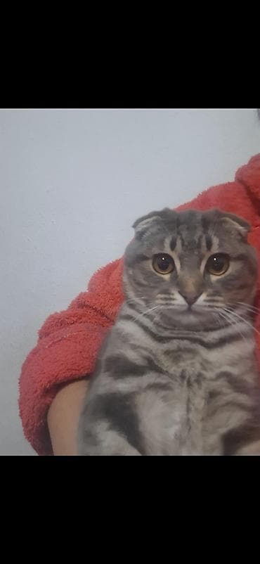 Шотландская вислоухая кошка (Scottish Fold) - Окрас: серебристый at lalafo.kg Шотландская вислоухая кошка (Scottish Fold) - Окрас: серебристый