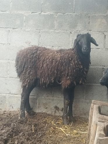 Кошки: Продаю | Баран (самец) | Для разведения — 2