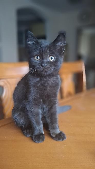 Скотиш Страйт (Шотландская прямоухая), 2 месяца, Мальчик, Черный, Приучена к лотку