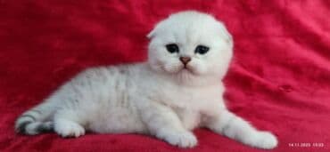 мышык фото: Скотиш Фолд (Шотландиялык шалпаң кулак), 2 айлык, Эркек, Күмүш өңдүү шиншилла — 19